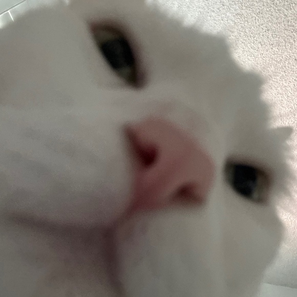 Meet your Posher, Kat - Picture 1 of 1